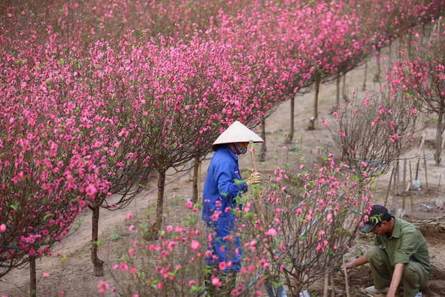 Xót xa vựa đào Nhật Tân nở hoa đỏ rực trước Tết, người dân ngậm ngùi hái bỏ cả nghìn bông - Ảnh 11.