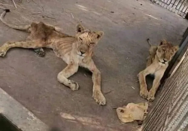Hình ảnh sư tử đói hốc hác, chỉ còn da bọc xương khiến cộng đồng yêu động vật sục sôi kêu gọi chung tay tìm cách giải cứu - Ảnh 2.
