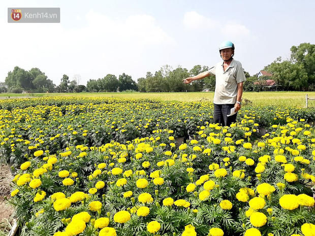  Thương lái bùng 3.000 chậu hoa vạn thọ của lão nông Sài Gòn vào 28 Tết, cộng đồng mạng chung tay mua sạch  - Ảnh 11.