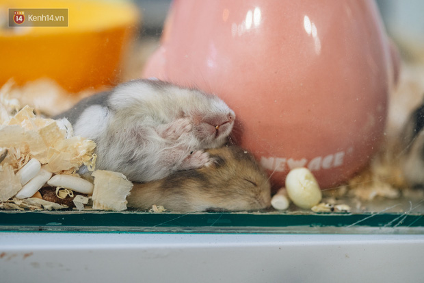 Năm Canh Tý, người trẻ tìm mua chuột hamster để giảm stress và cầu chúc may mắn - Ảnh 12.