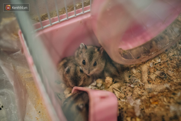 Năm Canh Tý, người trẻ tìm mua chuột hamster để giảm stress và cầu chúc may mắn - Ảnh 13.
