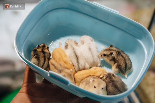 Chuột Hamster Bán Giá Tốt T082023  Mua tại Lazadavn