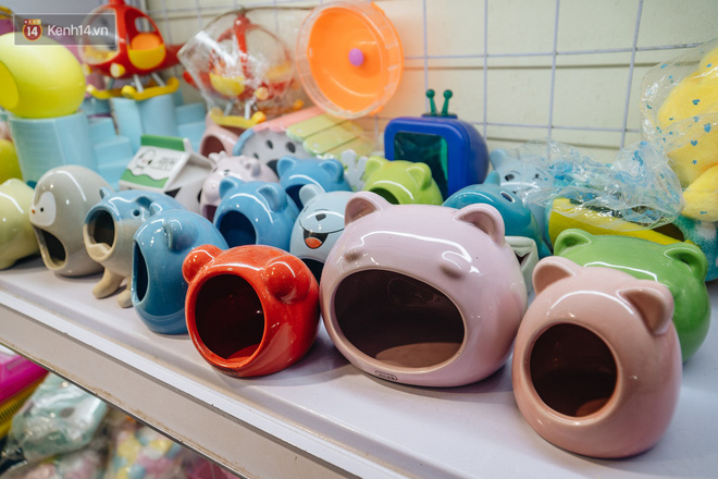 Năm Canh Tý, người trẻ tìm mua chuột hamster để giảm stress và cầu chúc may mắn - Ảnh 3. Năm Canh Tý, người trẻ tìm mua chuột hamster để giảm stress và cầu chúc may mắn - Ảnh 3.