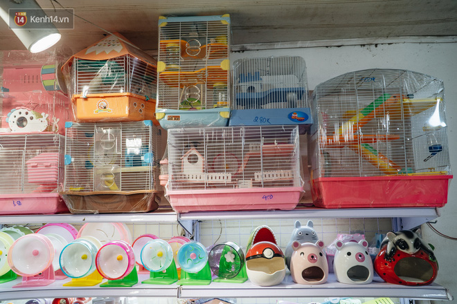 Năm Canh Tý, người trẻ tìm mua chuột hamster để giảm stress và cầu chúc may mắn - Ảnh 4.