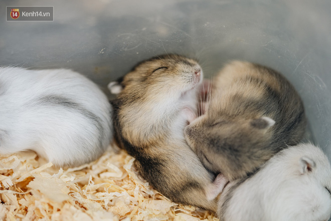 Năm Canh Tý, người trẻ tìm mua chuột hamster để giảm stress và cầu chúc may mắn - Ảnh 6.