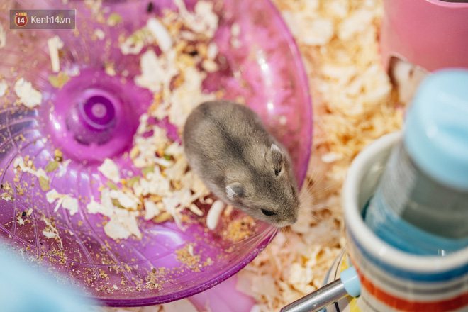 Năm Canh Tý, người trẻ tìm mua chuột hamster để giảm stress và cầu chúc may mắn - Ảnh 9.