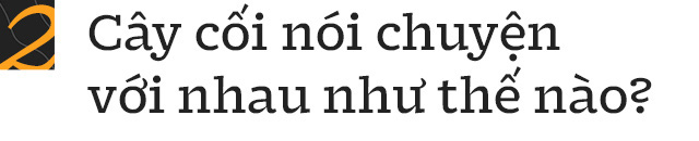 Nhà sinh vật học tin rằng cây cối biết nói chuyện, và chúng ta nên học ngôn ngữ của chúng - Ảnh 4.