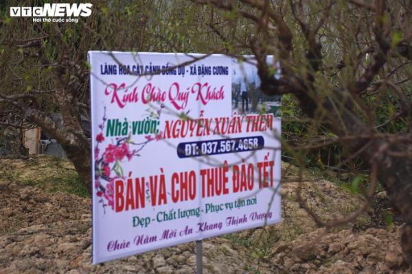 Thủ phủ đào Hải Phòng hút hàng trăm lượt khách tới thuê cây chơi Tết mỗi ngày - Ảnh 3.