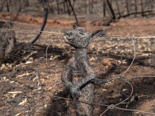 Thương quá tự nhiên ơi: Hình ảnh xót xa cho thấy đại thảm họa cháy rừng tại Úc đang khiến các loài vật bị giày vò kinh khủng đến mức nào - Ảnh 13.