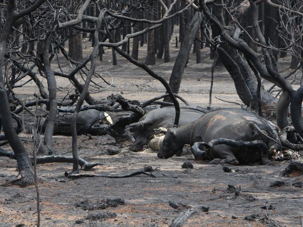 Thương quá tự nhiên ơi: Hình ảnh xót xa cho thấy đại thảm họa cháy rừng tại Úc đang khiến các loài vật bị giày vò kinh khủng đến mức nào - Ảnh 14.