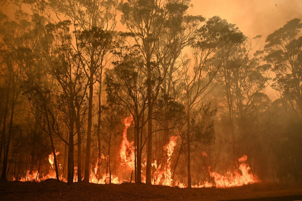 Thương quá tự nhiên ơi: Hình ảnh xót xa cho thấy đại thảm họa cháy rừng tại Úc đang khiến các loài vật bị giày vò kinh khủng đến mức nào - Ảnh 20.