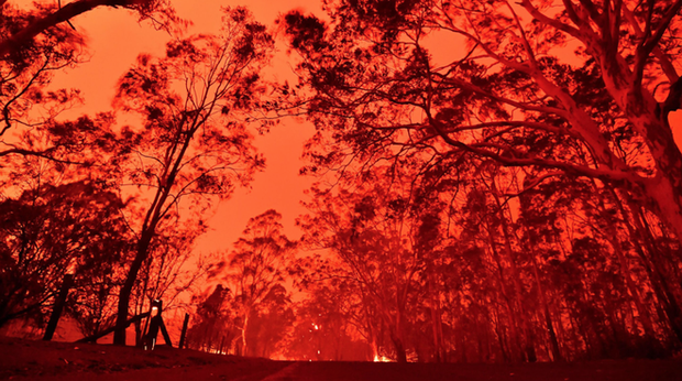 Thương quá tự nhiên ơi: Hình ảnh xót xa cho thấy đại thảm họa cháy rừng tại Úc đang khiến các loài vật bị giày vò kinh khủng đến mức nào - Ảnh 21.