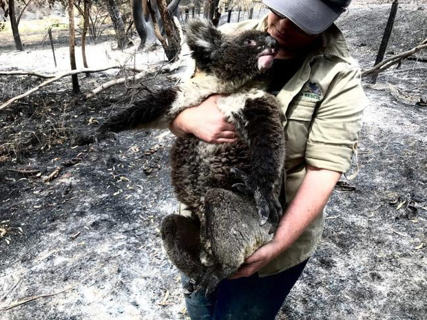 Thương quá tự nhiên ơi: Hình ảnh xót xa cho thấy đại thảm họa cháy rừng tại Úc đang khiến các loài vật bị giày vò kinh khủng đến mức nào - Ảnh 10.
