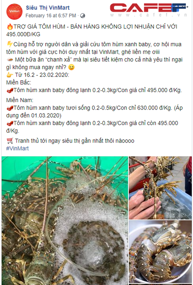 Giải cứu tôm hùm giá 495.000 đồng/kg: 2 ngày Vinmart tiêu thụ được 750kg, đây là danh sách siêu thị người dân có thể mua tôm hùm tươi sống - Ảnh 1.