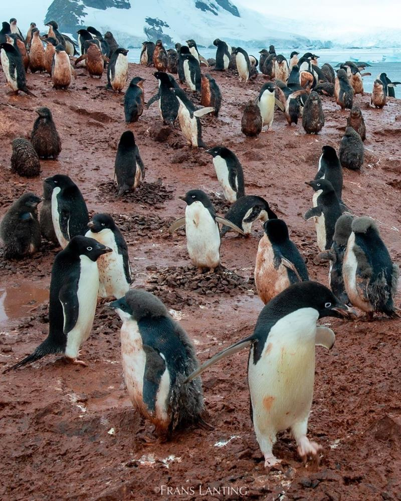 Nam Cực tăng nhiệt, chim cánh cụt vùng vẫy trong bùn đất