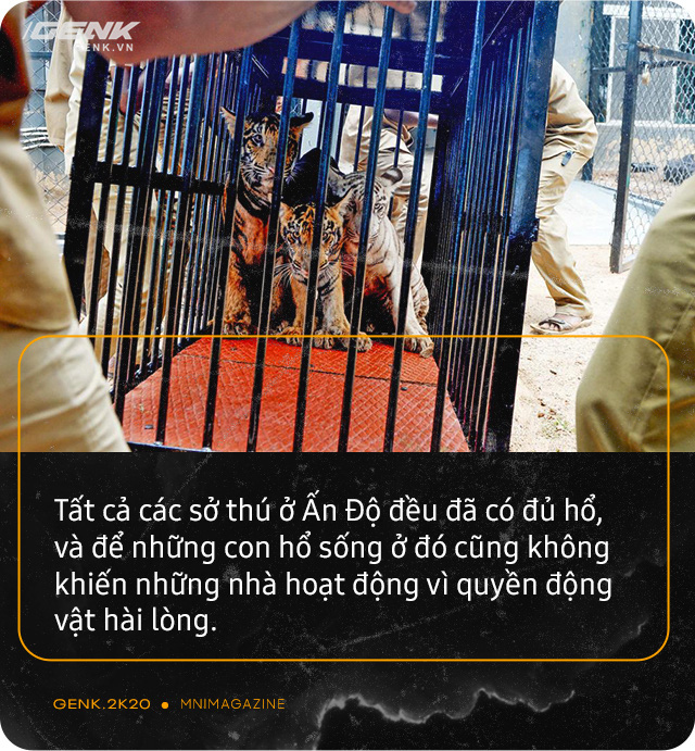 Những con hổ ăn thịt người ở Ấn Độ: Cái giá của sự bảo tồn? - Ảnh 10.
