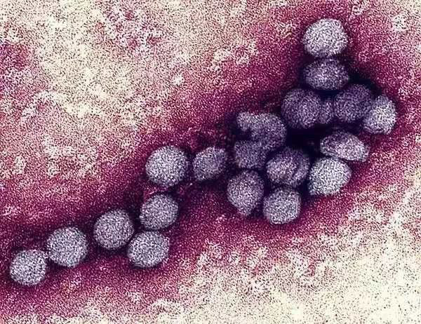  Thợ săn Virus: Những người đầu tiên tìm ra danh tính virus lạ, luôn phải đối mặt với sự nguy hiểm và hàng loạt áp lực từ công chúng  - Ảnh 2.