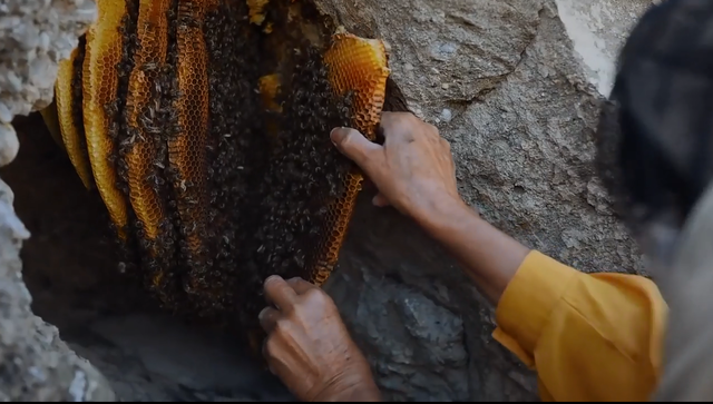  Bài học cuộc sống từ người nuôi ong hoang dã cuối cùng của châu Âu: Để giao tiếp, điều khiển đàn ong, bạn không cần có sức mạnh nhưng rất cần sự khôn ngoan  - Ảnh 5.