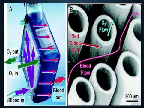 Vietsub: Máy trao đổi oxy qua màng ngoài cơ thể cứu sống bệnh nhân Covid-19 như thế nào? - Ảnh 7.