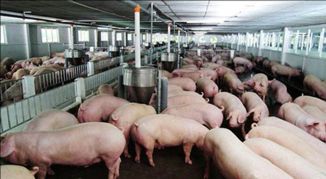  Doanh nghiệp chăn nuôi cam kết hạ giá lợn hơi xuống 70.000 đồng/kg  - Ảnh 1.