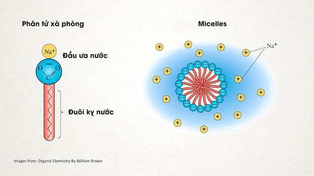 [Infographic] Lịch sử của xà phòng và cách chúng tiêu diệt virus corona - Ảnh 2.