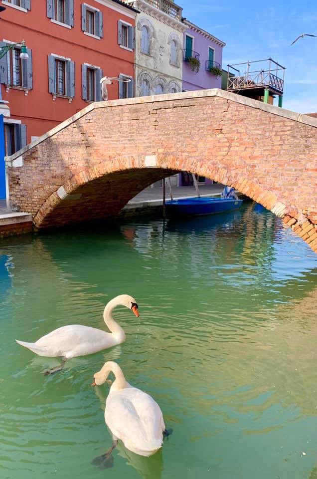 [Bài lên luôn] Nước tại Venice không chỉ trong hơn, thiên nga cũng bắt đầu lũ lượt kéo về, cá heo tung tăng bơi lội ở cảng từ khi có lệnh phong tỏa toàn nước Ý - Ảnh 1.