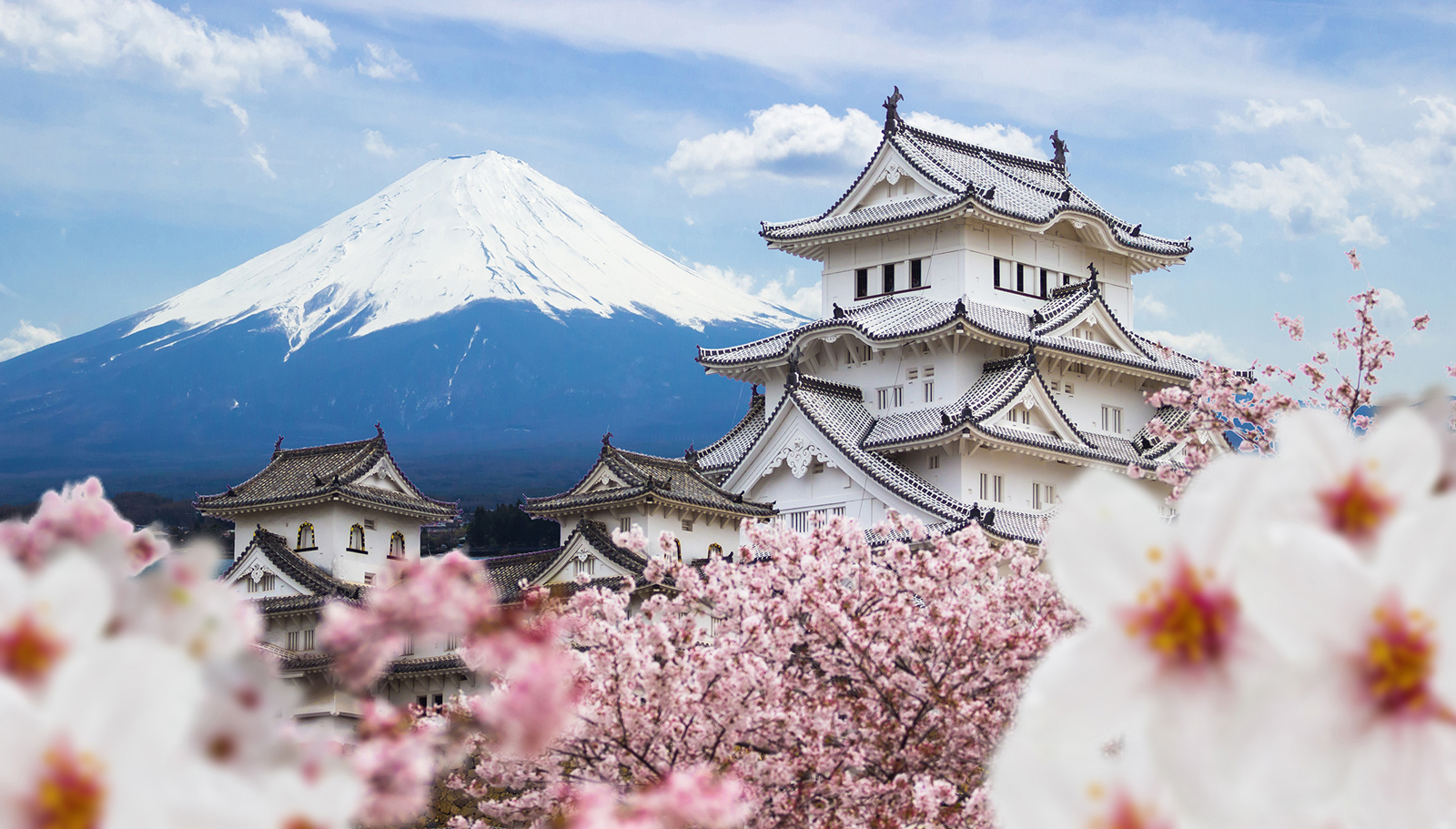 Hãy khám phá thế giới kinh doanh hoa anh đào Nhật Bản, nơi mà sự sang trọng và tinh tế được đẩy lên đến đỉnh cao. Bạn sẽ bị mê hoặc bởi vẻ đẹp cổ điển của hoa, và nhận ra giá trị thực của sự tinh tế và quyến rũ của loài hoa này.