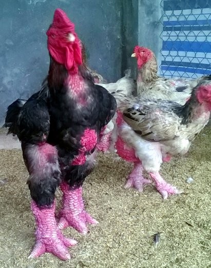 Chỉ về phía con gà “cưng” của mình, anh tự hào: Con gà này được hơn 2 năm tuổi sống trong chuồng cùng với chín ả gà mái để nhân giống
