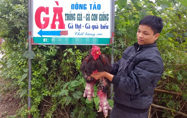 Cận cảnh con gà Đông Tảo giá 30 triệu chưa bán: