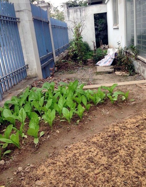 rau sạch, thuê đất, TP.HCM, khu vườn, rau-sạch, thuê-đất, dịch-vụ-cho-thuê-đất-trồng-rau, khu-vườn, chăm-sóc, bãi-giữa-sông-Hồng rau sạch, thuê đất, TP.HCM, khu vườn, rau-sạch, thuê-đất, dịch-vụ-cho-thuê-đất-trồng-rau, khu-vườn, chăm-sóc, bãi-giữa-sông-Hồng