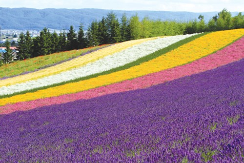 Vườn oải hương ở Hokkaido Thỏa sức mua sắm