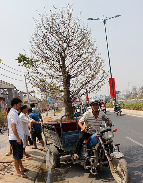 Cây mai loại lớn đang được nhà vườn dùng xe ba gác khẩn trương chở tới khách hàng.