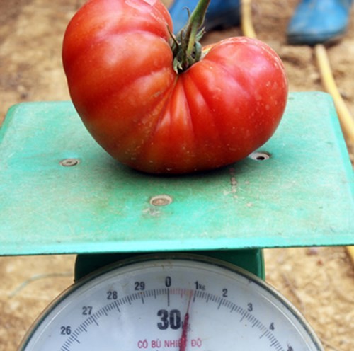 Quả cà chua nặng gần 1 kg của Công ty Bạch Cúc.