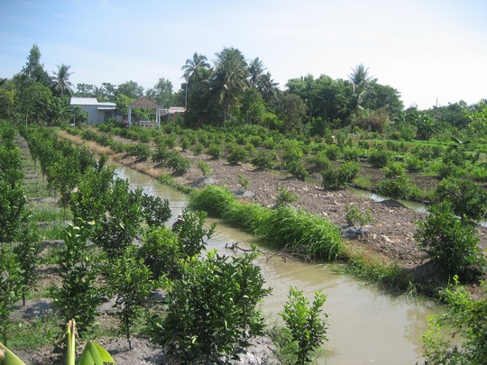 Nhà vườn miền Tây đang đua nhau tăng diện tích trồng chanh. Ảnh: Công Tuấn