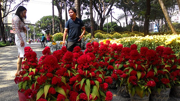 Vừa trắng đêm vận chuyển hoa từ Tiền Giang lên công viên 23/9 (quận 1, TP HCM ), sáng sớm anh Nguyễn Tiến Hoàng đã có khách đến “mở hàng” mua 30 cặp hoa cúc và một cặp hoa mào gà.
