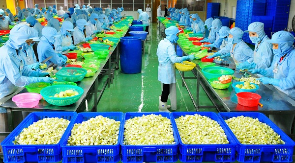 Các công nhân tham gia chủ yếu vào quá trình sơ chế trái cây.