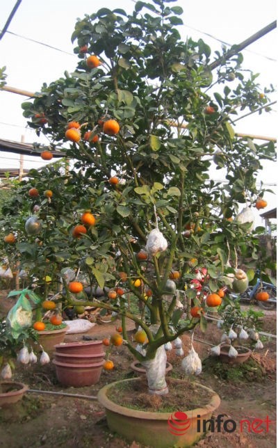 Bên cạnh một số cây ngũ quả, bảy quả, năm nay ông còn cho ra cây chín loại quả độc đáo. Đó là các loại quả phật thủ, bưởi, quýt, cam, quất, chanh đào, bưởi đỏ, cam vinh, bưởi thơm. Việc tăng số lượng quả trên cây, theo ông sẽ làm cho cây phong phú, đẹp mắt hơn. 