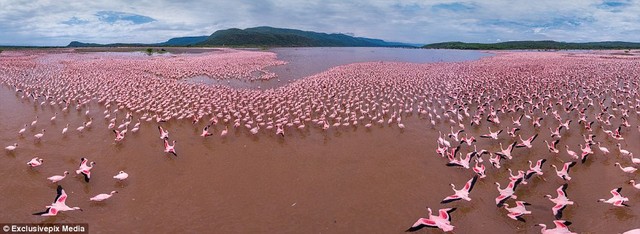 Hồ Bogoria ở Kenya là nơi tụ tập thường xuyên của hàng triệu con chim hồng hạc tới đây kiếm mồi, kết đôi.