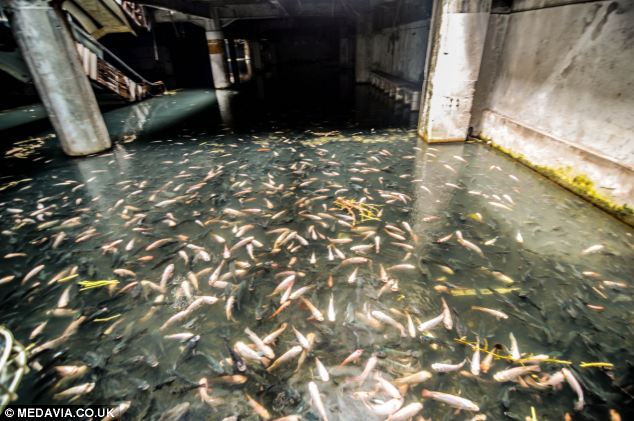 Đàn cá chép Nhật Bản và cá da trơn lên đến hàng nghìn con bơi lội trung tăng trong hồ nước có một không hai.