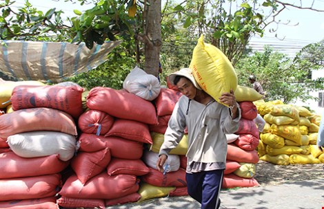 Dù muộn nhưng vẫn còn kịp để gạo Việt thay đổi thứ hạng bằng chất lượng và thương hiệu. Trong ảnh: Nông dân miền Tây thu hoạch lúa. Ảnh: QUANG HUY