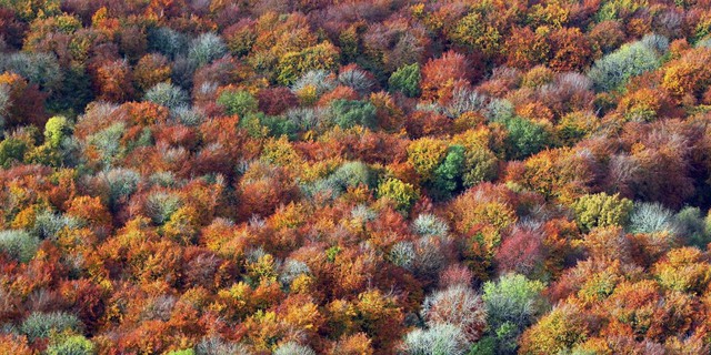 autumn forest
