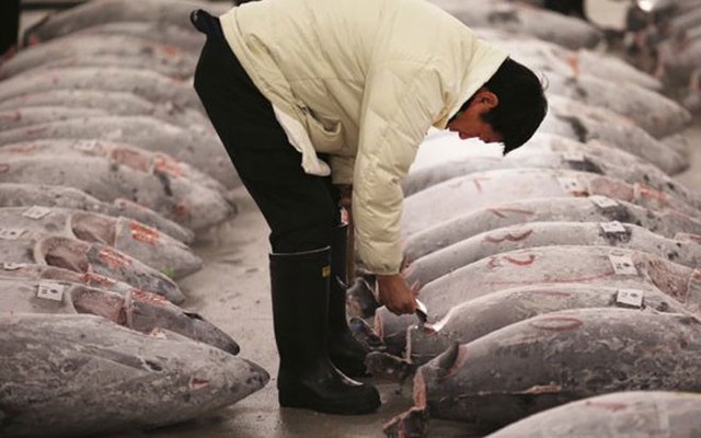 Một khách hàng tiềm năng kiểm tra chất lượng những con cá ngừ đông lạnh trước phiên đấu giá đầu năm ở chợ cá Tsukiji, Tokyo, Nhật Bản vào ngày 5/1/2015 - Ảnh: AP.