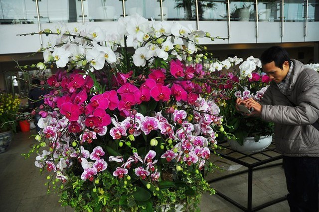Chậu hoa lan có giá bán 65 triệu ở chợ hoa Quảng Bá, Hà Nội. 