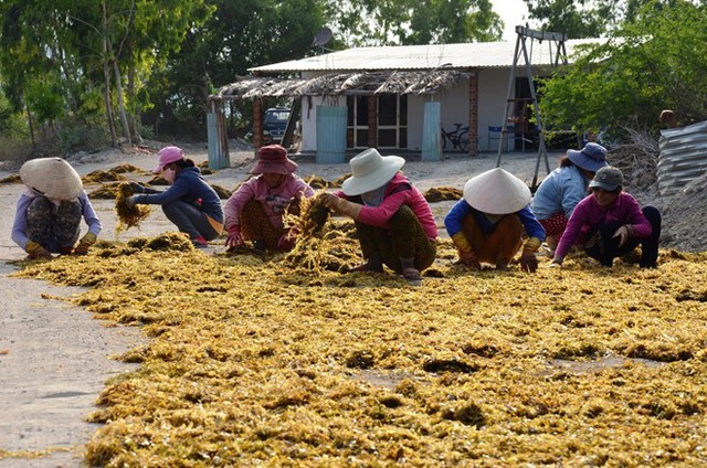 Phụ nữ thôn Mỹ Giang phơ mơ. 