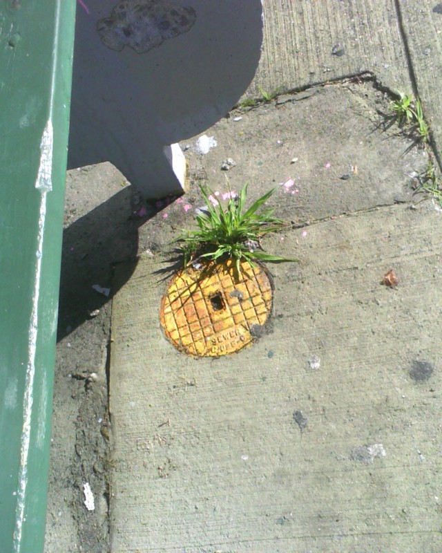 funny-street-art-pineapple-sewage