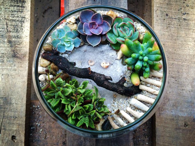 Mỗi sản phẩm terrarium là một tác phẩm đầy tính sáng tạo được sắp đặt có chủ ý hoặc ngẫu hứng mang tính nghệ thuật cao.