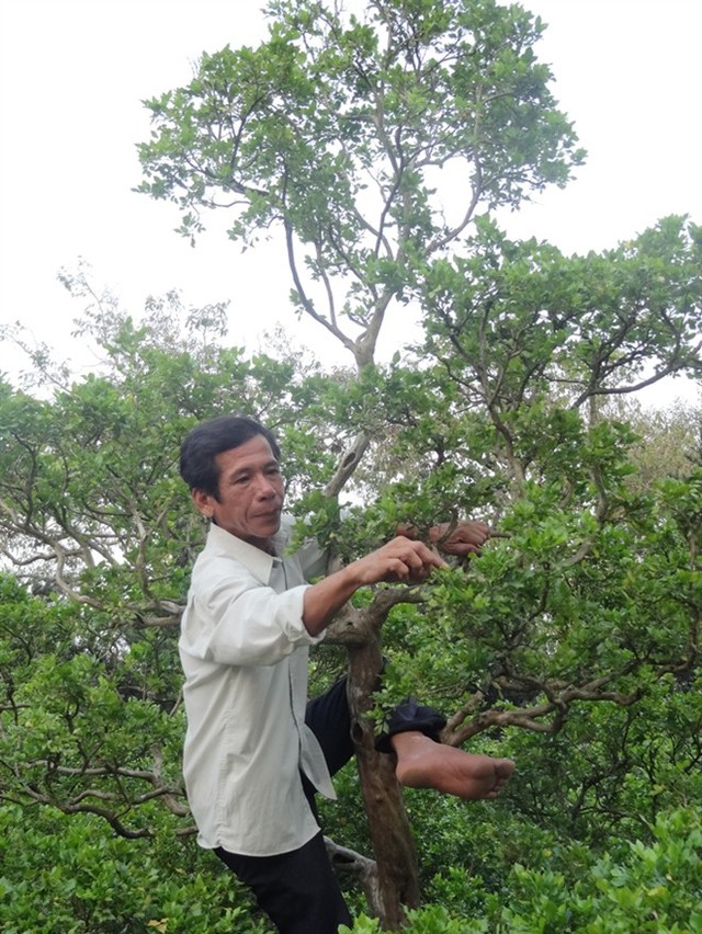 Ông Võ Ngọc Sáng tỉa lá ở những cành cao cho cây nguyệt quế trị giá 3 tỷ đồng... Đọc thêm tại: http://nongnghiep.vn/lam-an-lon-tu-von-vay-nhung-dai-gia-chan-dat-post142661.html | NongNghiep.vn