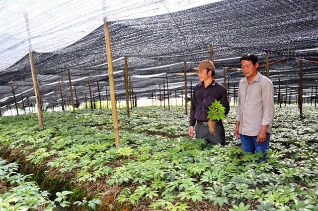 Dù phải ở nhà trình đất, anh Hoàng Seo Lử, xã Nàn Sán vẫn quyết định vay 400 triệu đồng đầu tư trồng cây tam thất... Đọc thêm tại: http://nongnghiep.vn/si-ma-cai-co-cay-tien-ti-post147047.html | NongNghiep.vn