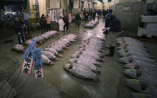 Các nhà buôn cá đang phát giá những con cá ngừ trong phiên đấu giá - Ảnh: AP.