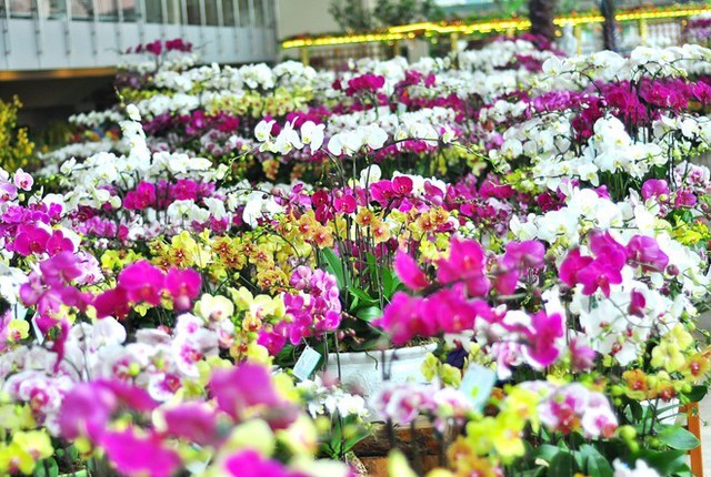 Các chậu hoa lan nhập ngoại giá hàng trục triệu/chậu được bán ở chợ hoa Quảng Bá, Hà Nội. 